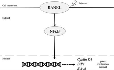 NF-κB Signaling in Tumor Pathways Focusing on Breast and Ovarian Cancer